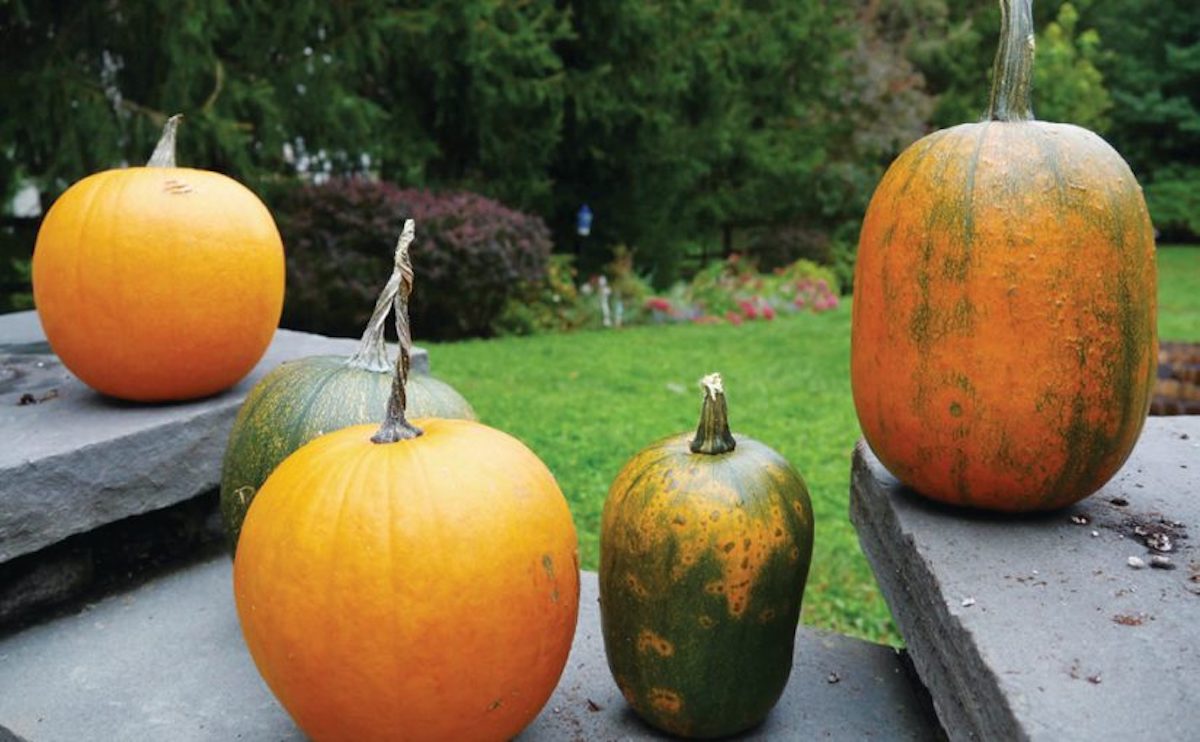 How to Grow Your Own Halloween Pumpkins